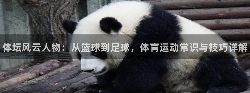 J9官方平台体育：体坛风云人物：从篮球到足球，体育运