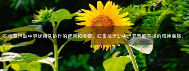 J9官网下载平台是正规平台吗：在体育运动中寻找团队协作的智慧